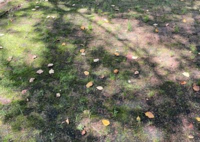 Pressure Washing Services